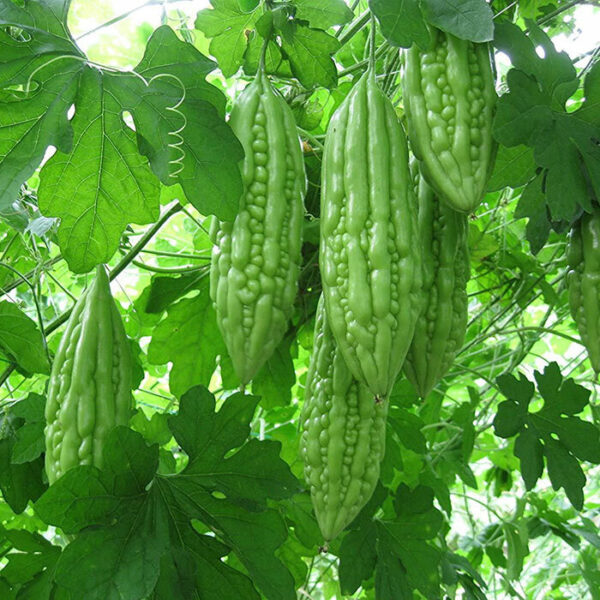 Момордика (карела)